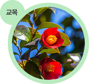 교목